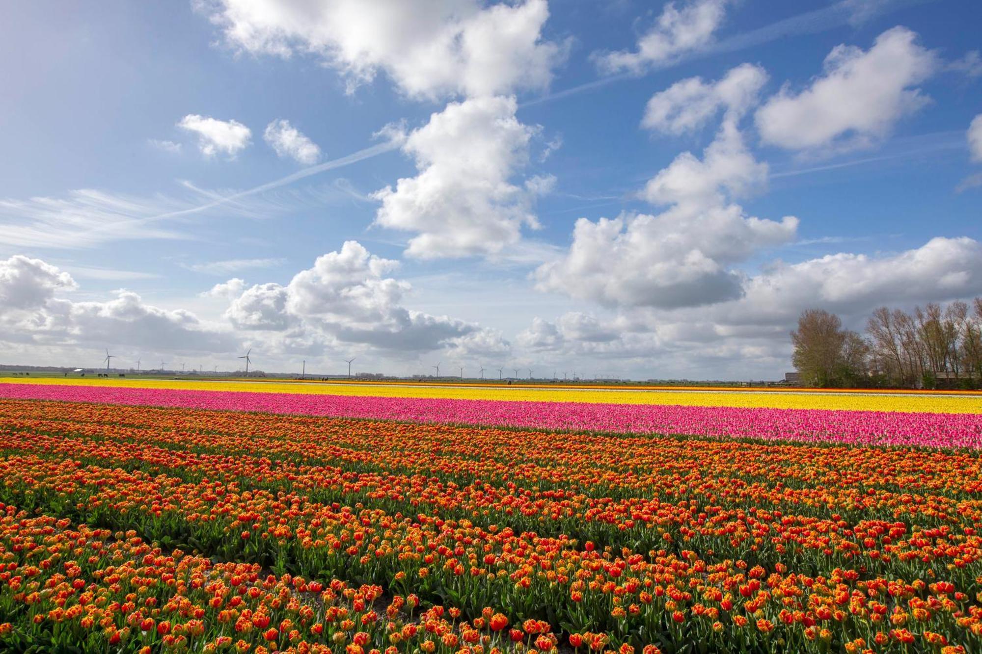 Sint MaartensvlotbrugBoerenslag 18别墅 外观 照片